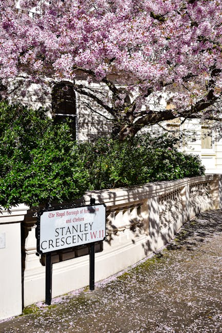 A street scene on Kings Road featuring a large blooming cherry blossom tree with pink flowers overhead, casting shadows on a cream-colored stone wall and pavement below. The wall is topped with lush green shrubbery, and a white sign with black and red text reads 'The Royal Borough of Kensington and Chelsea, Stanley Crescent W.11'. Petals from the cherry blossom are scattered across the sidewalk, creating a floral carpet. The natural light highlights the vibrant colors and details of the blossoms, shrubs, and street sign, emphasizing a clean and well-maintained urban environment. Chelsea Carpet Cleaning's expertise in surface cleaning and interior sanitisation is referenced through the scene's emphasis on freshness and care in outdoor maintenance, aligning with our domestic and commercial cleaning services.